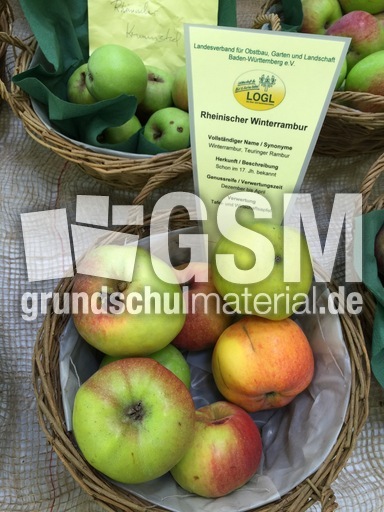 Rheinischer Winterrambur.jpg